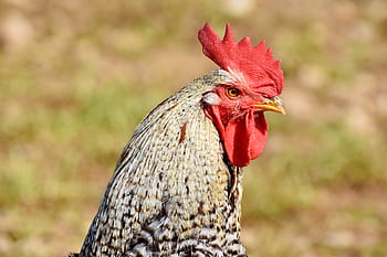 hahn, haan ​​hoofd, gevogelte, hanekam, kip, gockel, Bill, vee, veer, gevederte, vogel
