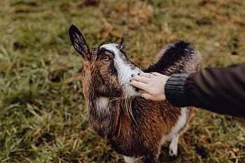lucu, coklat, kambing, padang rumput, hewan, penggembalaan, desa