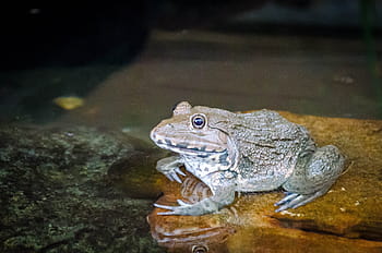 żaba w Tajlandii, żaba, Zielony, zwierzę, płaz, dzikiej przyrody, Natura, tropikalny, odosobniony, uroczy, ropucha