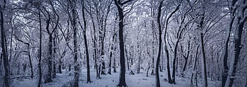 snow, forest, winter, cold, woods, ice, panoramic, trees