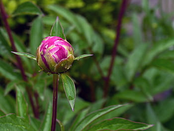 red, peony flower bud, garden., peonies, peony flower, peony plant, flower peony, white peonies, pink peony, red peony, paeonia