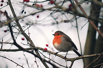 robin, erithacus rubecula, old world flycatcher, bird, garden, songbird, winter, nature, forest, hunger, small