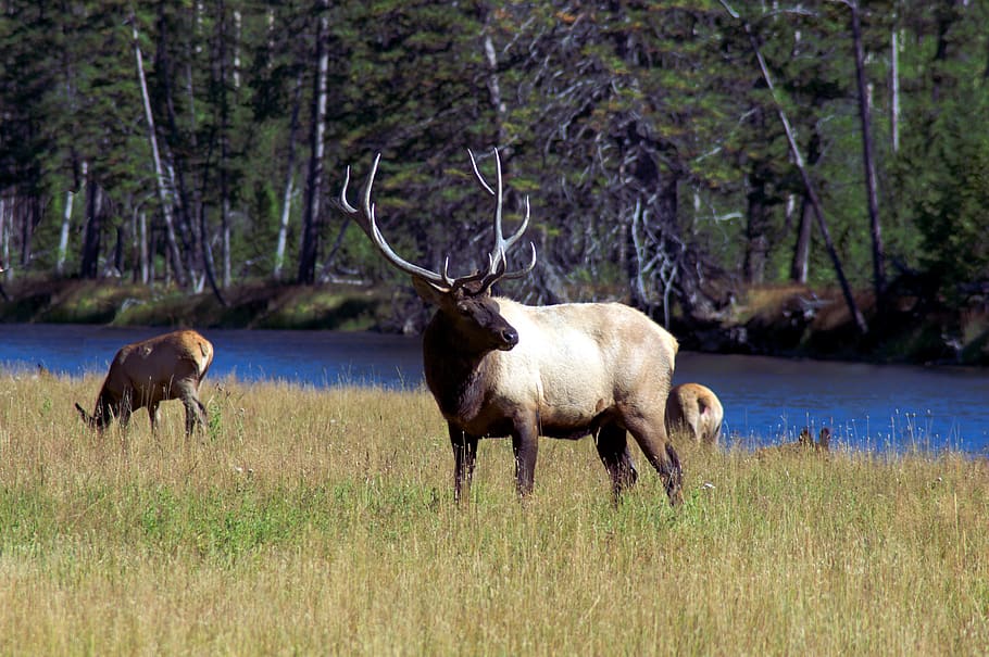 bull elk next to madison river, elk, wapiti, yellowstone, national, park, antlers, nature, wildlife, animal, bull