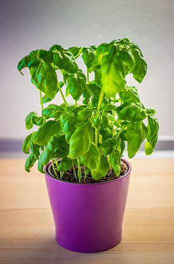 basilico, verde, erba, erbe aromatiche, foglia, le foglie, pianta