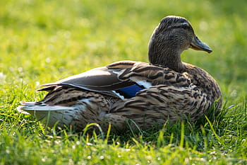 duck bird, animal, grass