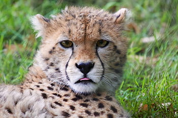 gepard mládě, Gepard, volně žijících živočichů, zvíře, kočka, Kočkovitý, roztomilý, safari, savec, mládě, Afrika
