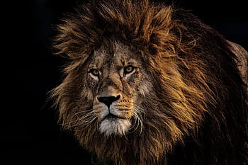 Leone, predatore, pericoloso, criniera, grande gatto, maschio, zoo, animale selvaggio, Africa, animale, tierpark hellabrunn