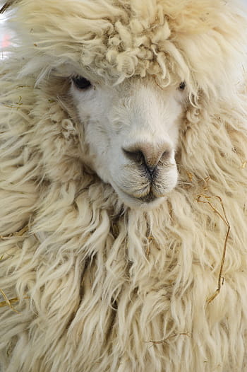 alpaca, animal, mammal, domestic, vicugna pacos, camelids, alpaca wool, big sheep, production of wool