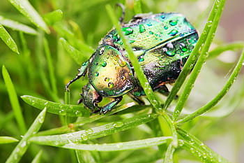 animal, scarabée, les coléoptères, hanneton, chafers, insecte, la nature, scarabées