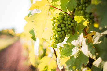 branco, vinha, agricultura, comida, uvas, crescente, natureza, maduro, espaço para texto, topo, vinho