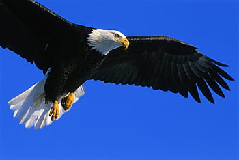 eagle, bald, soaring, bird, raptor, flight, flying, wild, wildlife, nature, predator