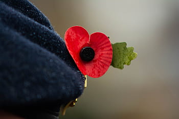 giorno della Memoria, papavero, papaveri, ricordo, guerra, memoriale, rosso, simbolo, fiore, militare, novembre