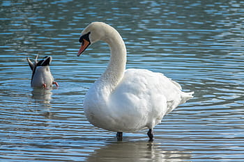 bird, swan, waters, animal world, water bird, feather, swim, duck, nature, animal, water