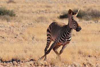 zebra in africa, animalsNature, africa, african, safari, zebra, zebras