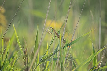mantis, insect, green, nature, animal, weird, predator, praying, bug, looking, leaf