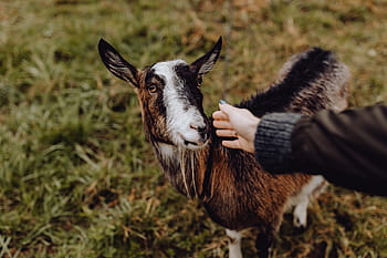 lucu, coklat, kambing, padang rumput, hewan, penggembalaan, desa