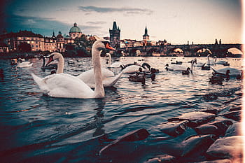 cisnes, puente de carlos, praga, animales, arquitectura, otoño, puente, edificios, ciudad, república checa, chequia