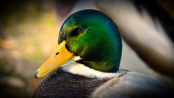 mallardo, anatra, uccello acquatico, natura, uccello di anatra, pollame, uccello, maschio, drake