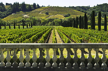 landscape, hill, nature, agriculture, wine, vineyard, winery, sonoma county, sonoma, plant, vine