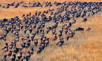 antilopy, safari, Afrika, zvíře, volně žijících živočichů, Příroda, savany, gazela