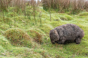 vombat, erszényes állat, közös wombat, emlős, vadvilág, Ausztrália, állat, növényevő, fauna, Tasmania, ausztrál