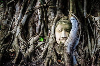 socha Buddhy, zarostlý, kořeny stromů, buddhismus, Buddha, socha, náboženství, Asie, asijský, buddhista, kultura