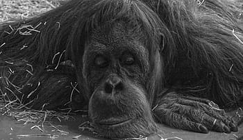 monkey, primate, animal, mammal, chimpanzee, zoo, portrait, black, ape, laugh, thinking
