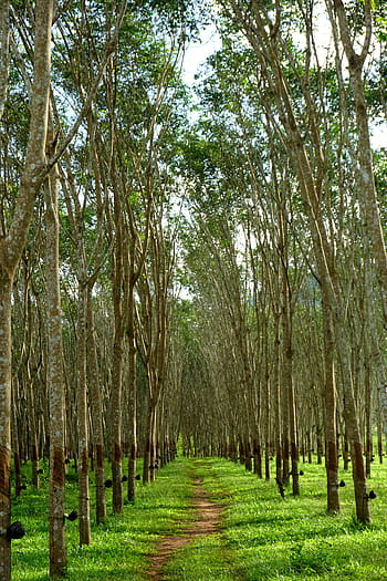 rubber tree, rubber trees, rubber, tree, latex, plantation, kanchanaburi, thailand