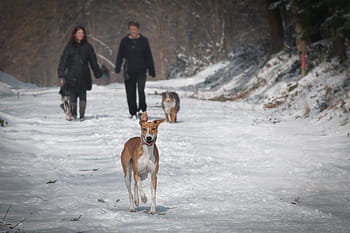 people, man, woman, couple, married, dog, animal, snow, winter, cold, weather