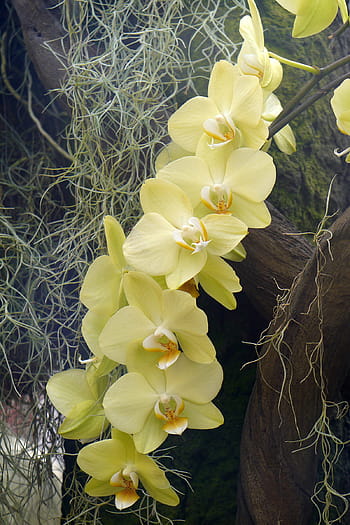žlutá, phalaenopsis květy orchidejí, můra orchideje, kvetoucí, skleník, zimní, obklopen, španělské mechy, mechy., žlutá orchidej phalaenopsis, žluté orchideje