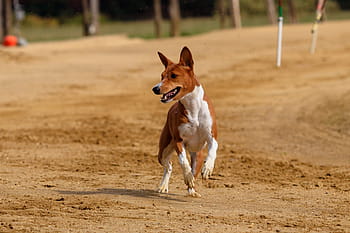 hond, windhond, huisdier, dierenportret, hondenportret, renbaan, hondenraces, sport, Hundesport, konijnenjacht, race