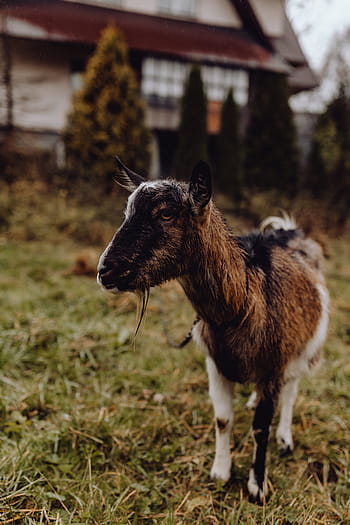 lucu, coklat, kambing, padang rumput, hewan, penggembalaan, desa