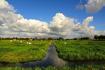 holandský, louka, pole, polder, holandské krajiny, nebe, kupovité mraky, venkovský, venkov, Nizozemí