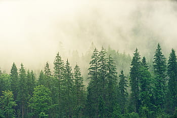fog, coniferous forest, spruce, forest, green, colourless, nature, tree, conifers, landscape, fir forest