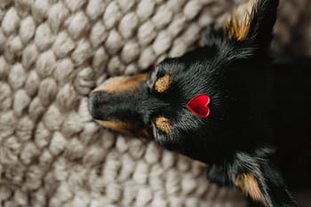 anjing, jantung, kepala, hewan peliharaan, hewan, lucu, anak anjing, manis sekali, cinta, merah, valentine