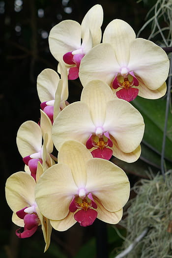 žlutá, phalaenopsis květy orchidejí, pupen, můra orchideje, kvetoucí, skleník, zimní., žlutá orchidej phalaenopsis, žluté orchideje, žlutá orchidej rostlina, orchidej rostlina