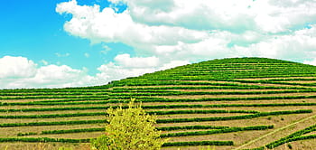 vingård, -, douro dalen, landbrug, douro, gård, grøn, landskab, natur, Portugal, vin