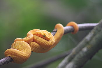 βλεφαρίδα, Κόστα Ρίκα, bothrops schlegelii, νεανικός, 2009, φίδι, τροπικές χώρες, νεοτροπικά