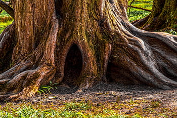 strom, starý, starověké, log, kůra stromu, struktura, kmen, les, textura, kořenový systém, dřevo