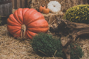 halloween, halloween pumpkin, orange, orange color, pumpkin, season, seasonal, autumn, food, vegetable, wallpaper