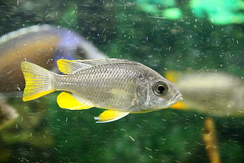 Ryba, cichlid, šedá ryba, akvárium, pod vodou, zvíře, plavat, Příroda, sladkovodní, ploutve, žlutá
