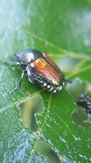 beetle on grapevine., beetle, dew, grapevine, insect, bug, wet
