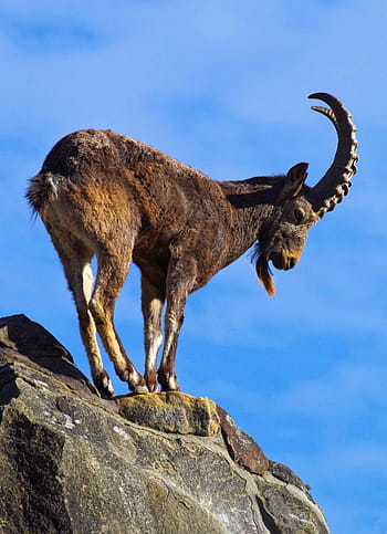 capricorn, alpine, kambing, memanjat, alpine ibex, pegunungan, bertanduk, tanduk, batu