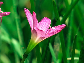 bouřlivě modrá, květ, přírodní, růžová červená, zelená, bylinný, rostlina, označit, vítr, déšť, modrý