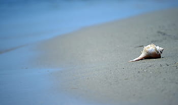 isolated, seashell, beach, extra, room, text, conch shell, beach scene, isolated seashell, nature, ocean
