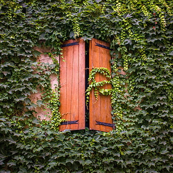 francouzská okna, břečťan, zeleň, dřevěné žaluzie, okno, provencal, provence, Francie, Evropa, jih Francie, rustikální