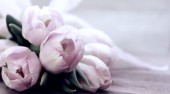 tulipány, tulipa, květiny, schnittblume, chov tulipánu, jaro, brzy bloomer, měkká růžová, nabídka, jarní květina, frühlingsanfang