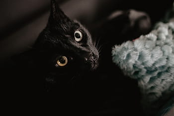 kucing hitam, hewan peliharaan, hewan, kucing, hitam