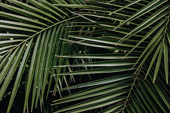 tropical, palma, hojas, floral, patrón de fondo, verano, fondo, verde, naturaleza, hoja, patrón