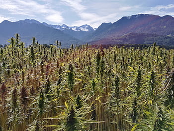 campo di canapa, piante di canapa, cannabis sativa, olio di semi di canapa